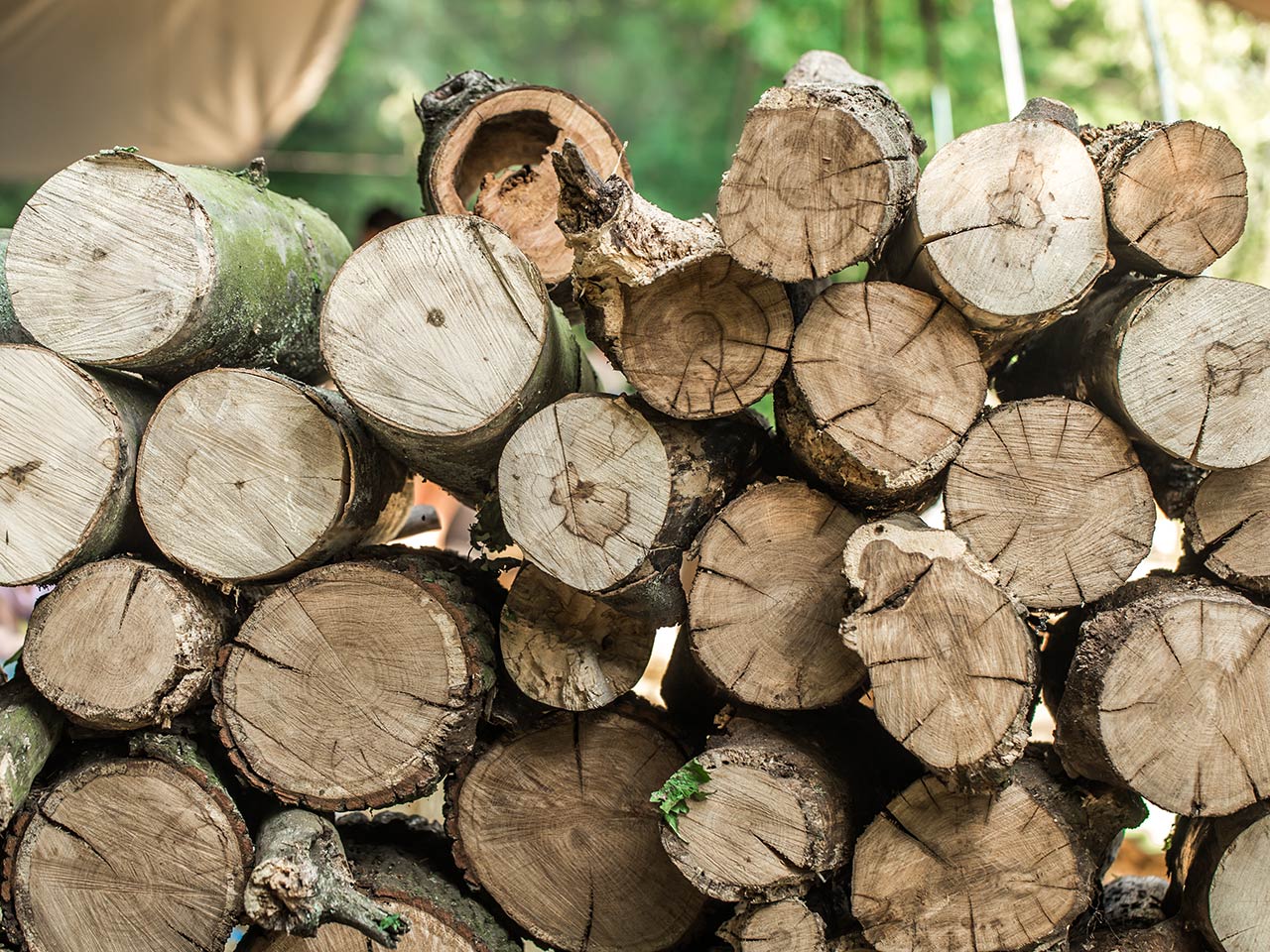 Natural product obtained from beech